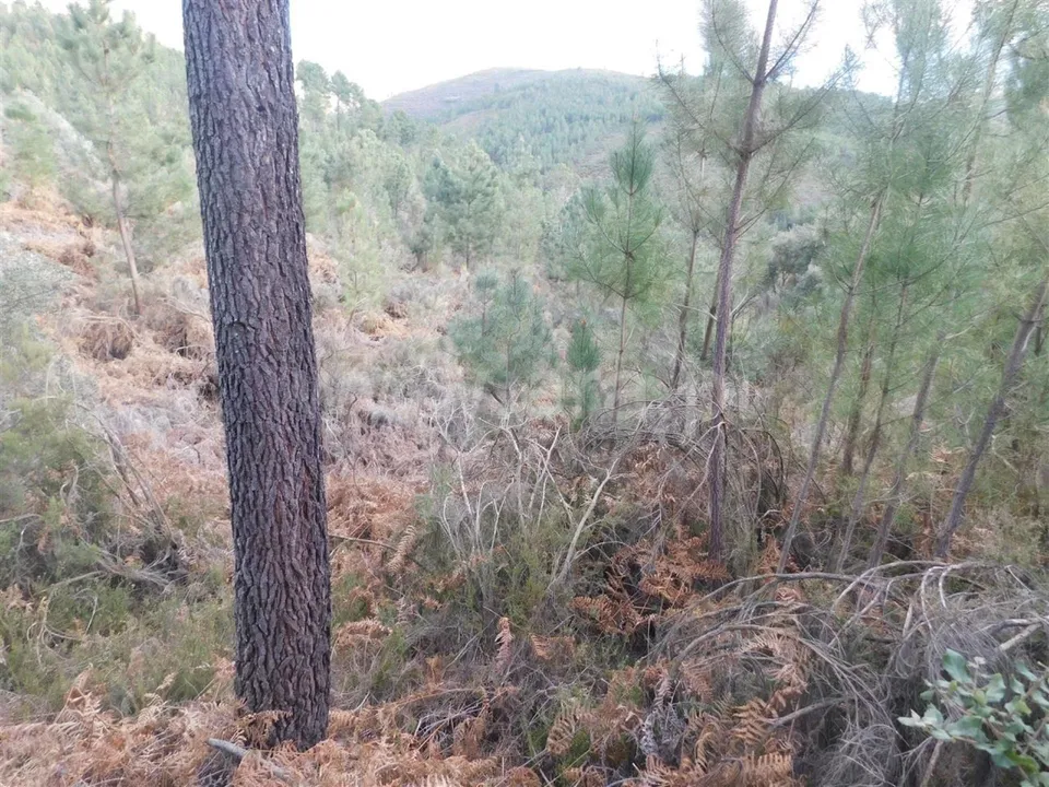 Helårsgrund i Fundao, Castelo Branco - foto 2