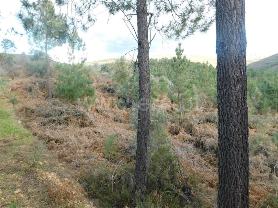 Helårsgrund i Fundao, Castelo Branco - foto 3