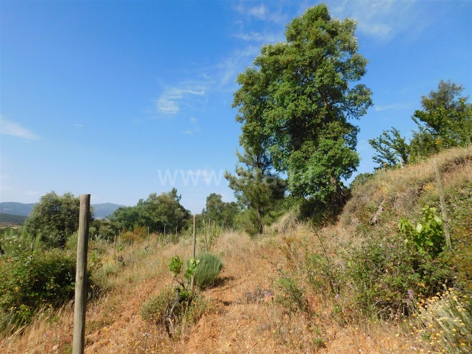 Helårsgrund i Fundao, Castelo Branco - foto 4