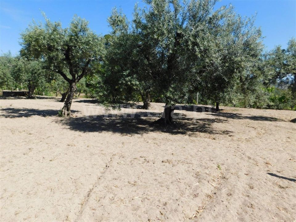 Tomt i Fundao, Castelo Branco - bilde 5