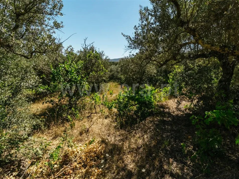 Helårsgrund i Fundao, Castelo Branco - foto 1