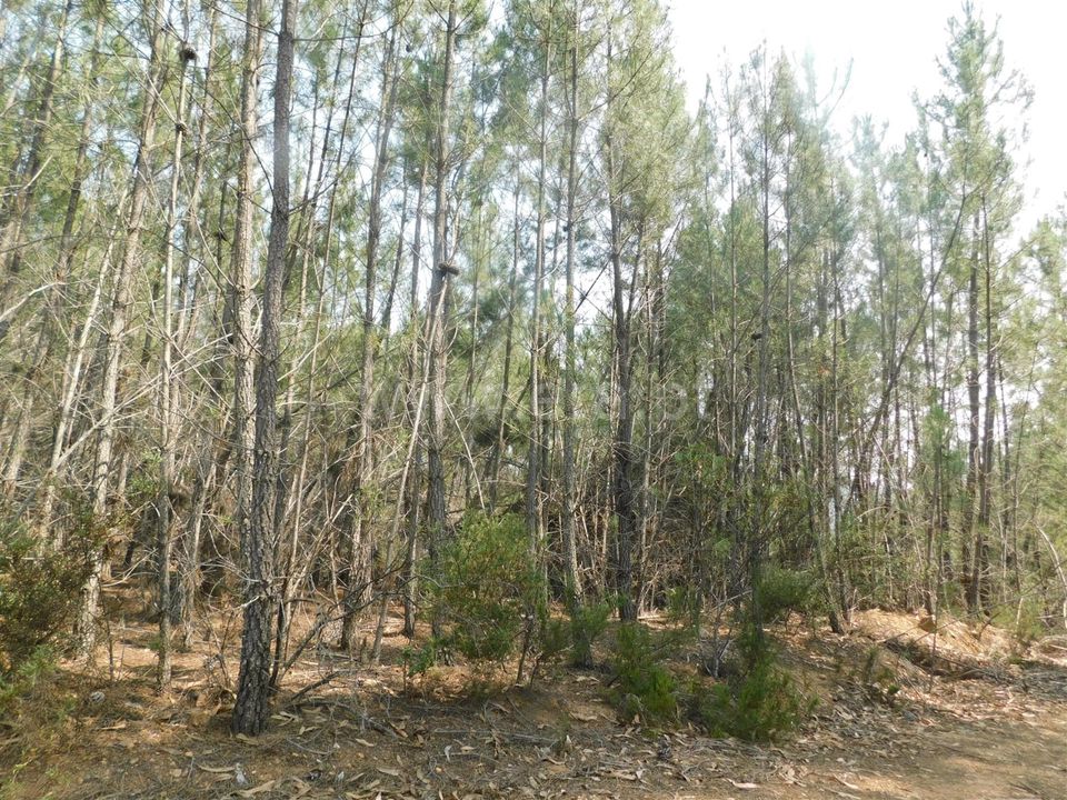 Helårsgrund i Covilha, Castelo Branco - foto 1