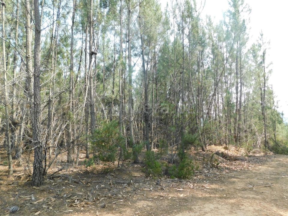 Helårsgrund i Covilha, Castelo Branco - foto 2
