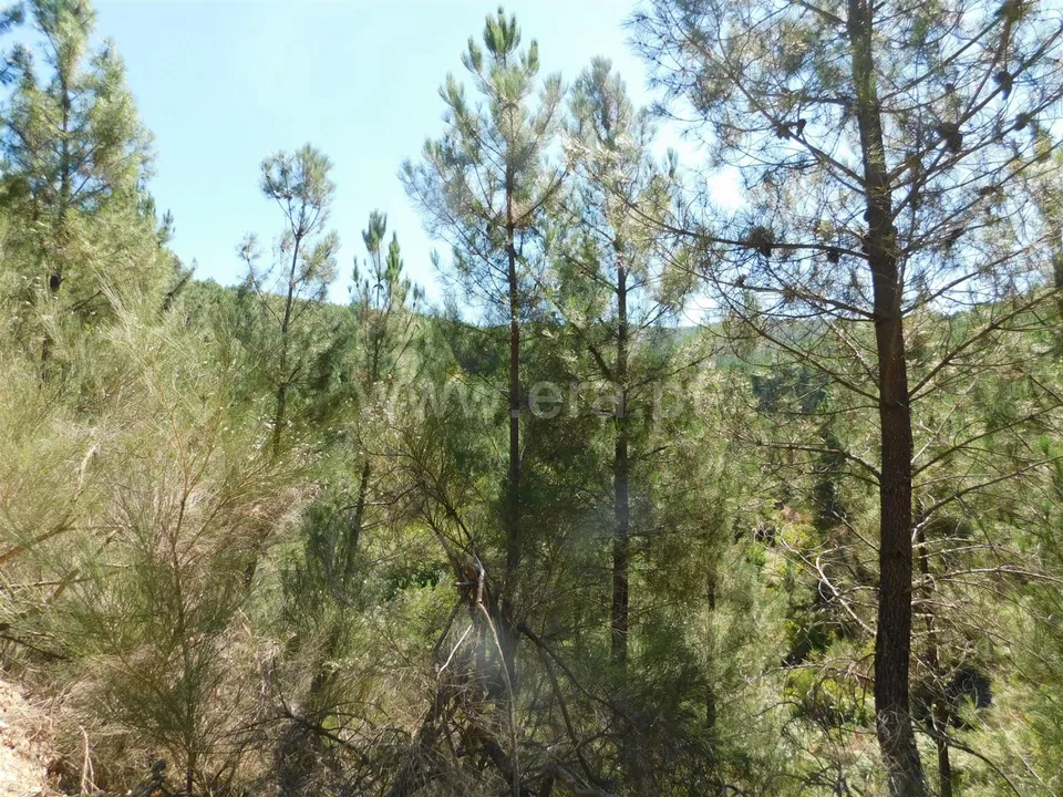 Helårsgrund i Fundao, Castelo Branco - foto 1