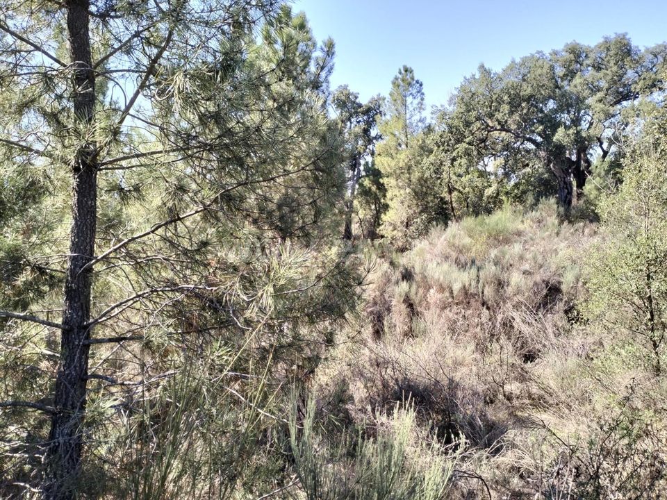 Helårsgrund i Fundao, Castelo Branco - foto 4