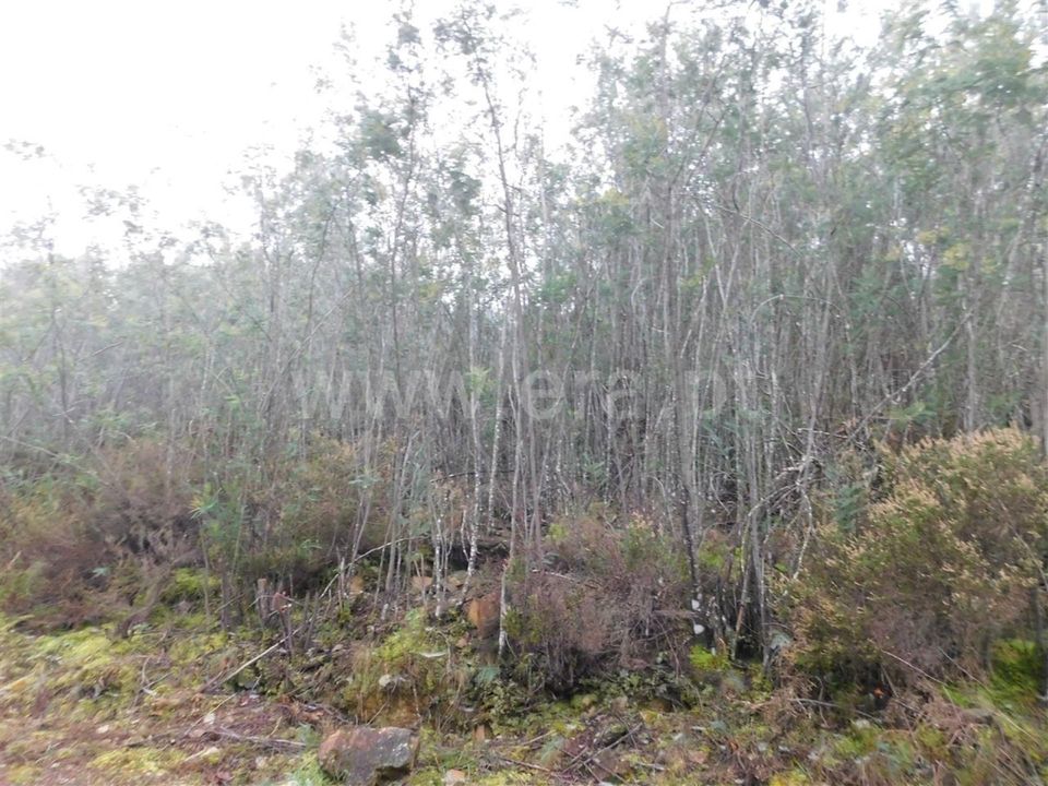 Helårsgrund i Fundao, Castelo Branco - foto 2