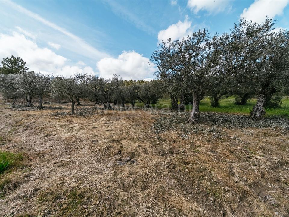 Tomt i Fundao, Castelo Branco - bilde 3