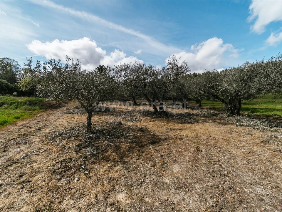 Tomt i Fundao, Castelo Branco - bilde 4