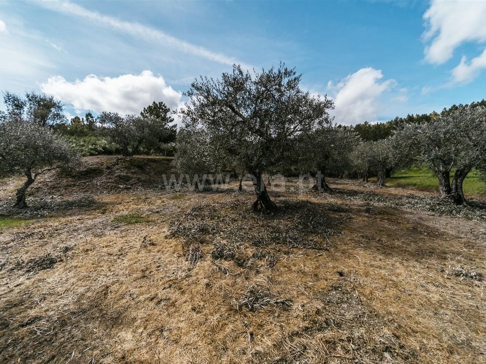 Tomt i Fundao, Castelo Branco - bilde 5