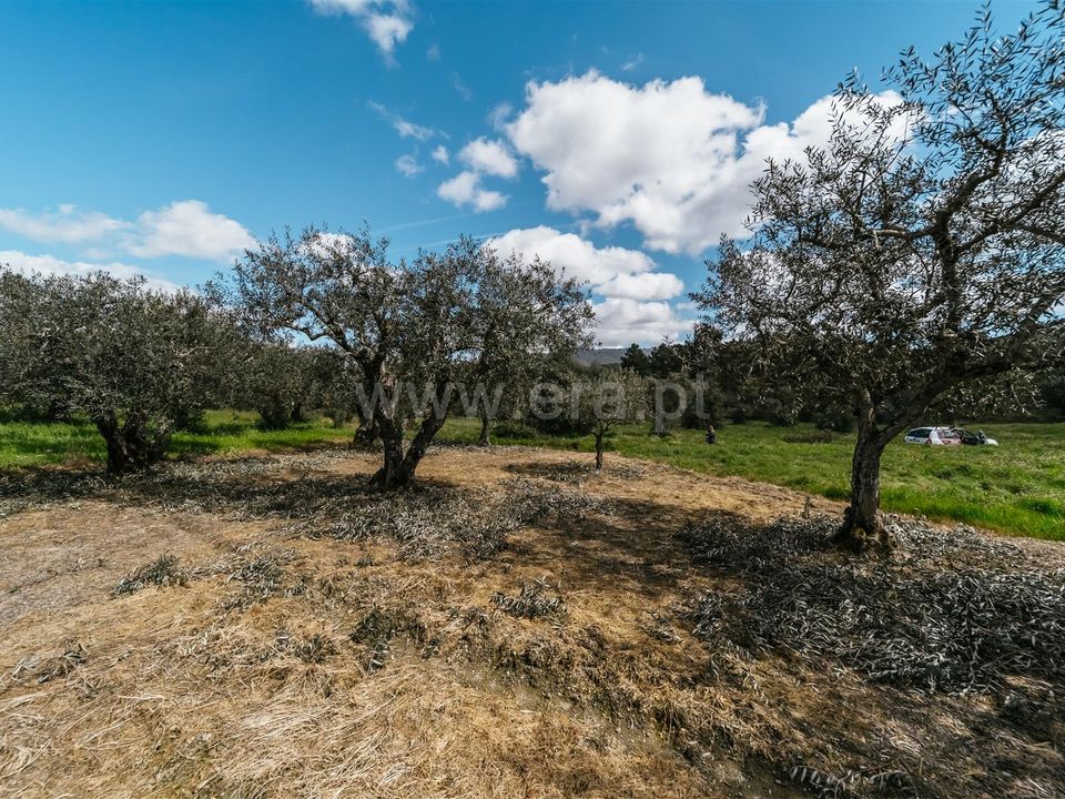 Tomt i Fundao, Castelo Branco - bilde 1