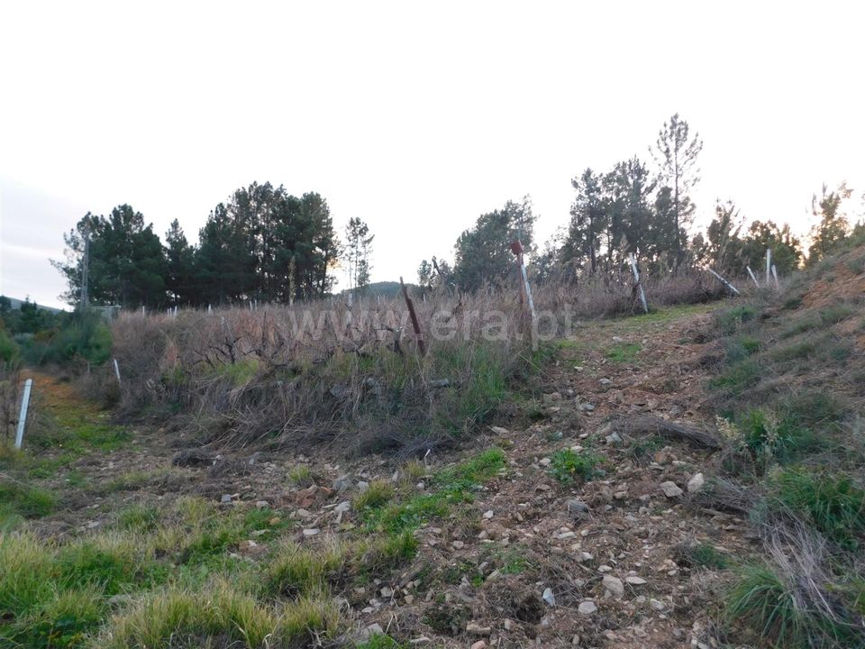 Tomt i Fundao, Castelo Branco - bilde 3