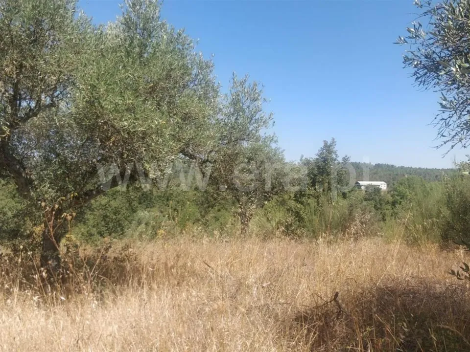 Tomt i Fundao, Castelo Branco - bilde 1