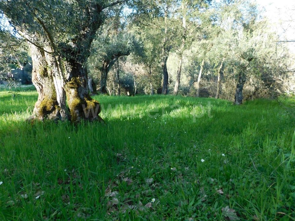Tomt i Fundao, Castelo Branco - bilde 5
