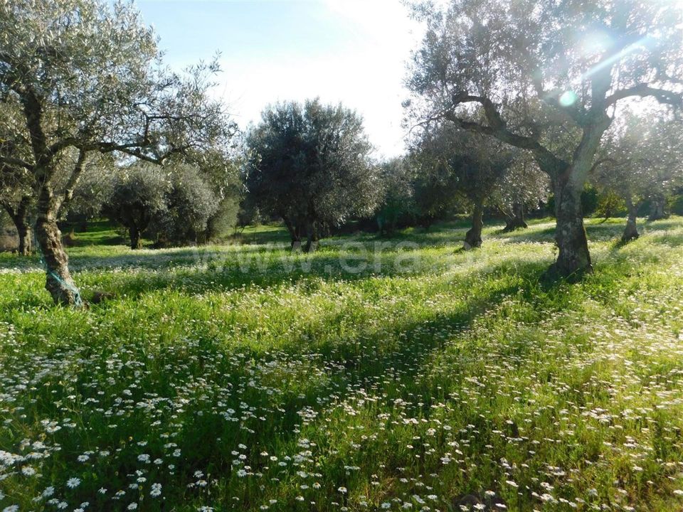 Tomt i Fundao, Castelo Branco - bilde 2