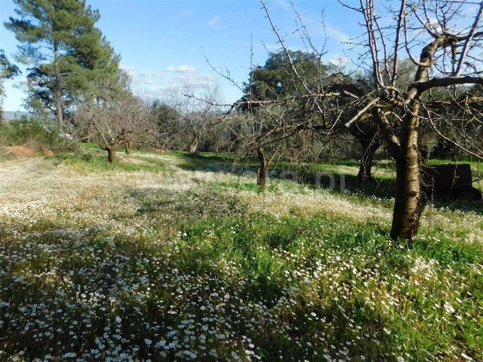 Tomt i Fundao, Castelo Branco - bilde 5