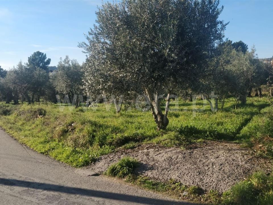 Tomt i Covilha, Castelo Branco - bilde 3