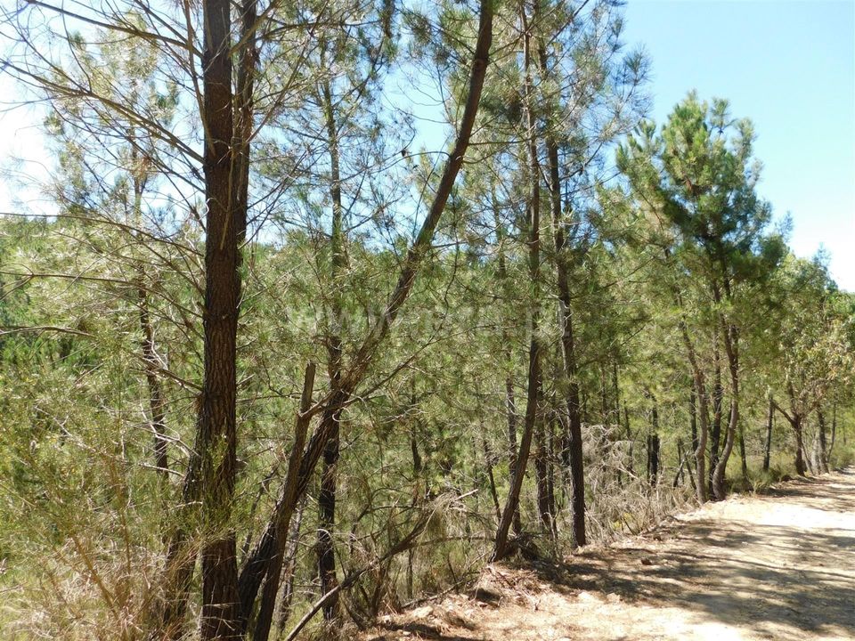 Helårsgrund i Fundao, Castelo Branco - foto 3