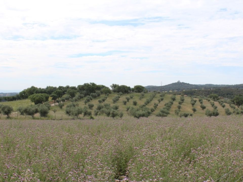 Masia a Borba, Evora - foto 4