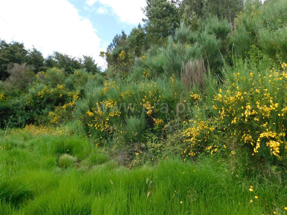 Helårsgrund i Fundao, Castelo Branco - foto 4