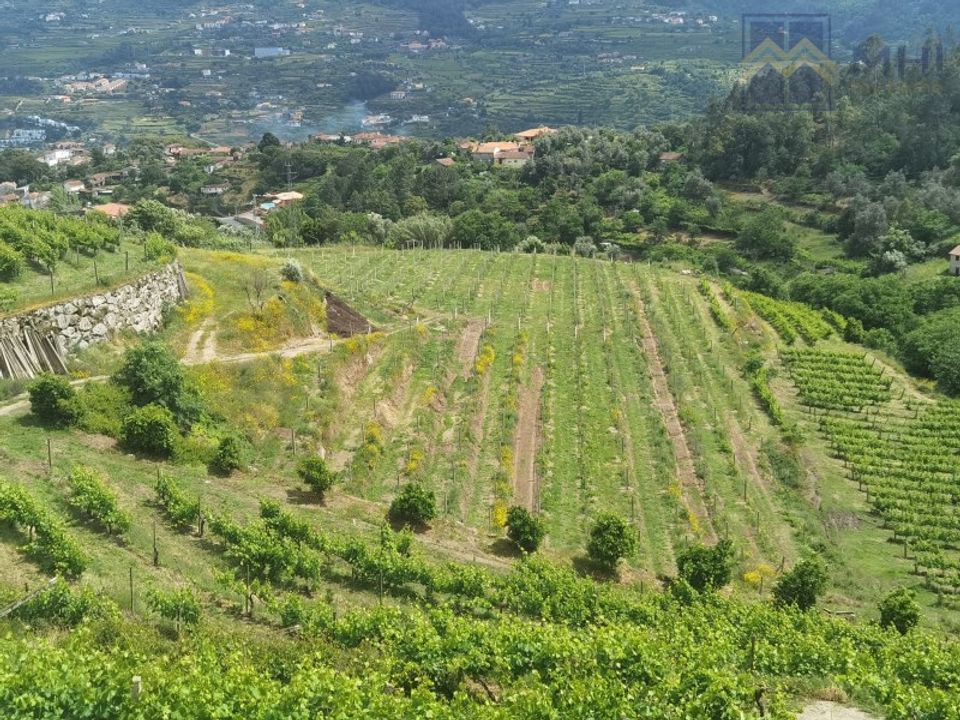 Farm i Santa Cruz do Douro e Sao Tome de Covelas, Porto - foto 2