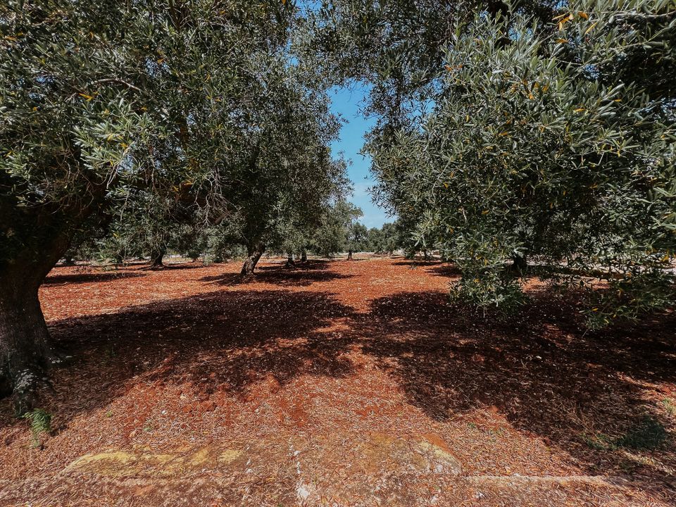 Villa i Carovigno, Brindisi - foto 1