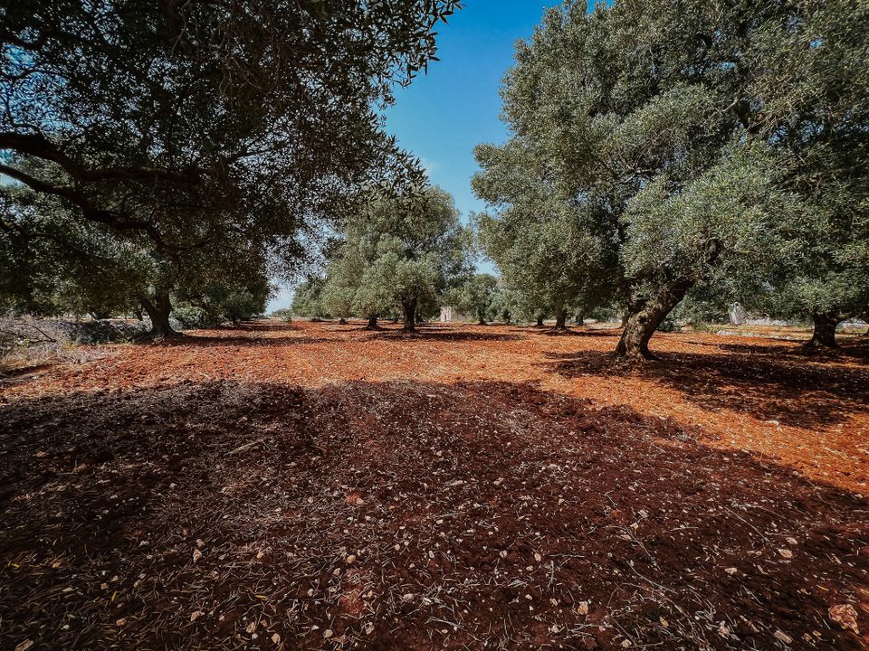 Villa i Carovigno, Brindisi - foto 2