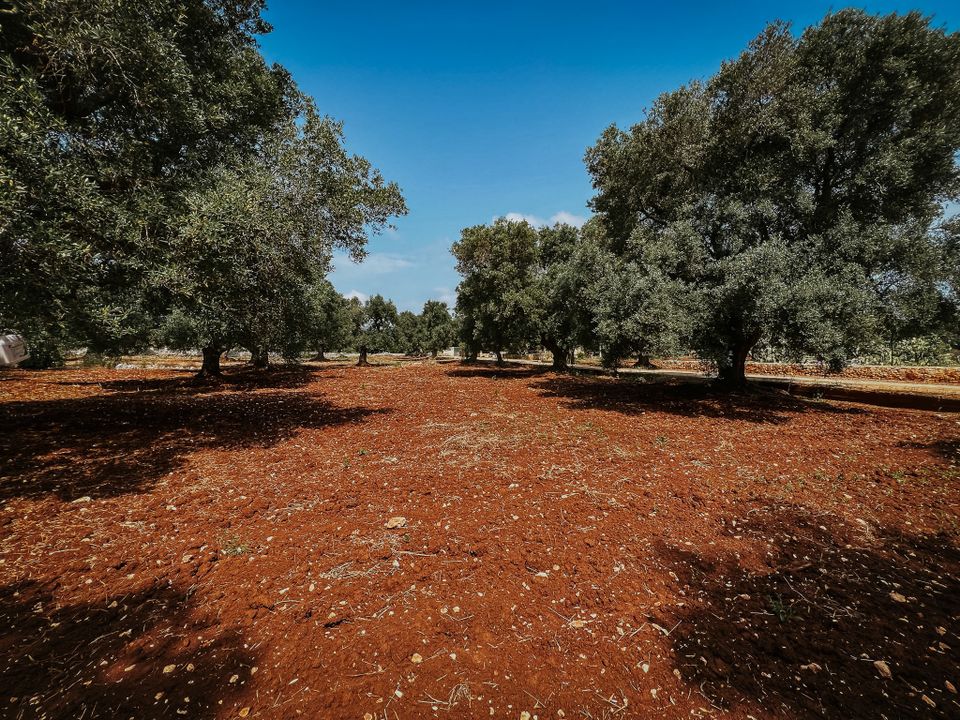 Villa i Carovigno, Brindisi - foto 4