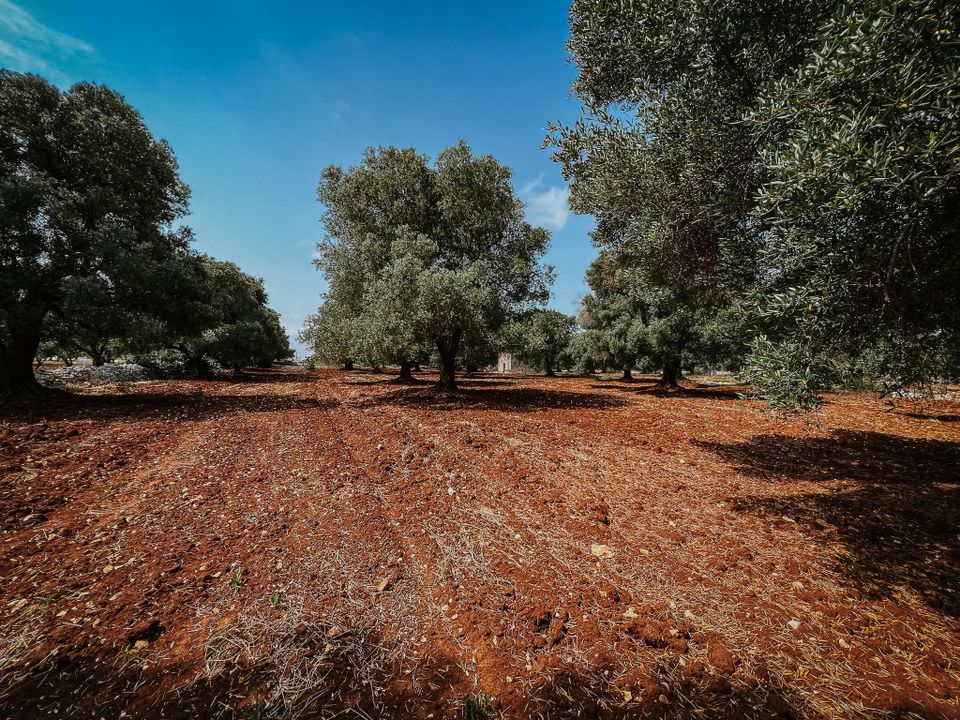 Villa i Carovigno, Brindisi - foto 5