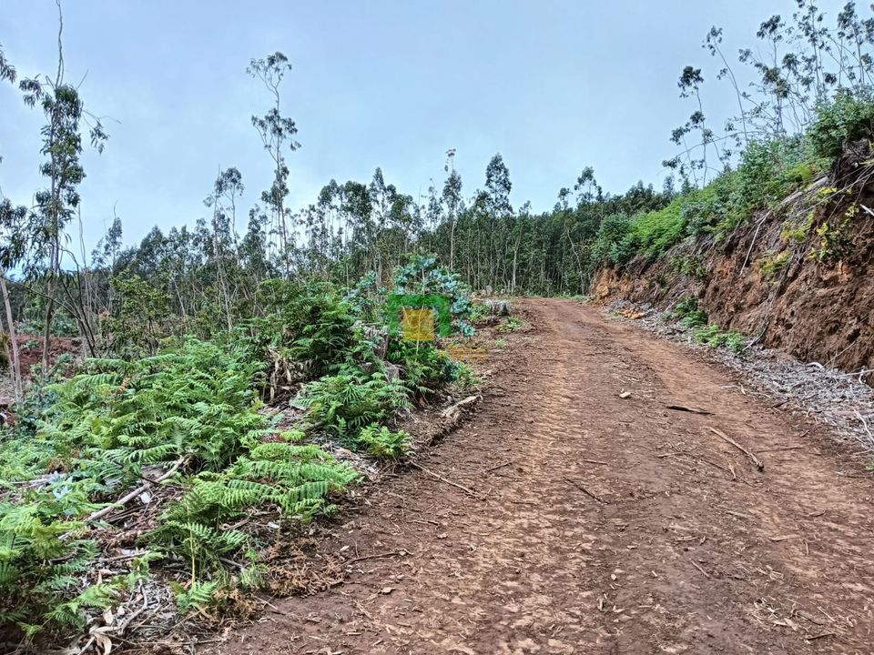 Helårsgrund i Santa Cruz, Madeira - foto 2