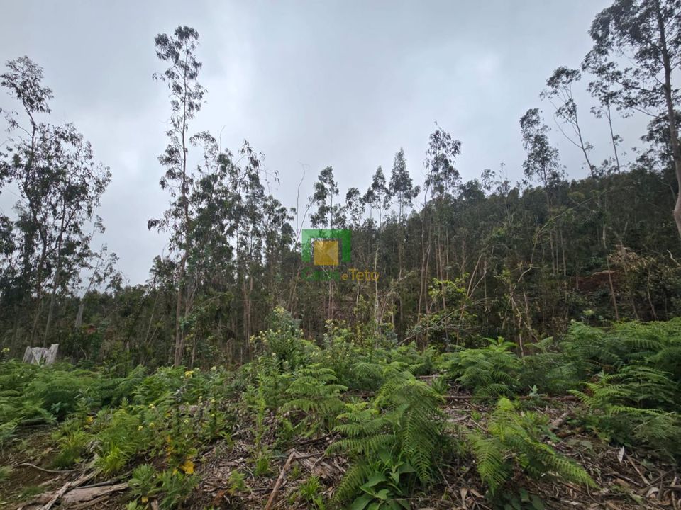 Helårsgrund i Santa Cruz, Madeira - foto 4