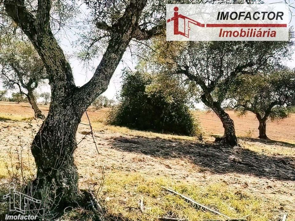 Helårsgrund i Perais, Castelo Branco - foto 2
