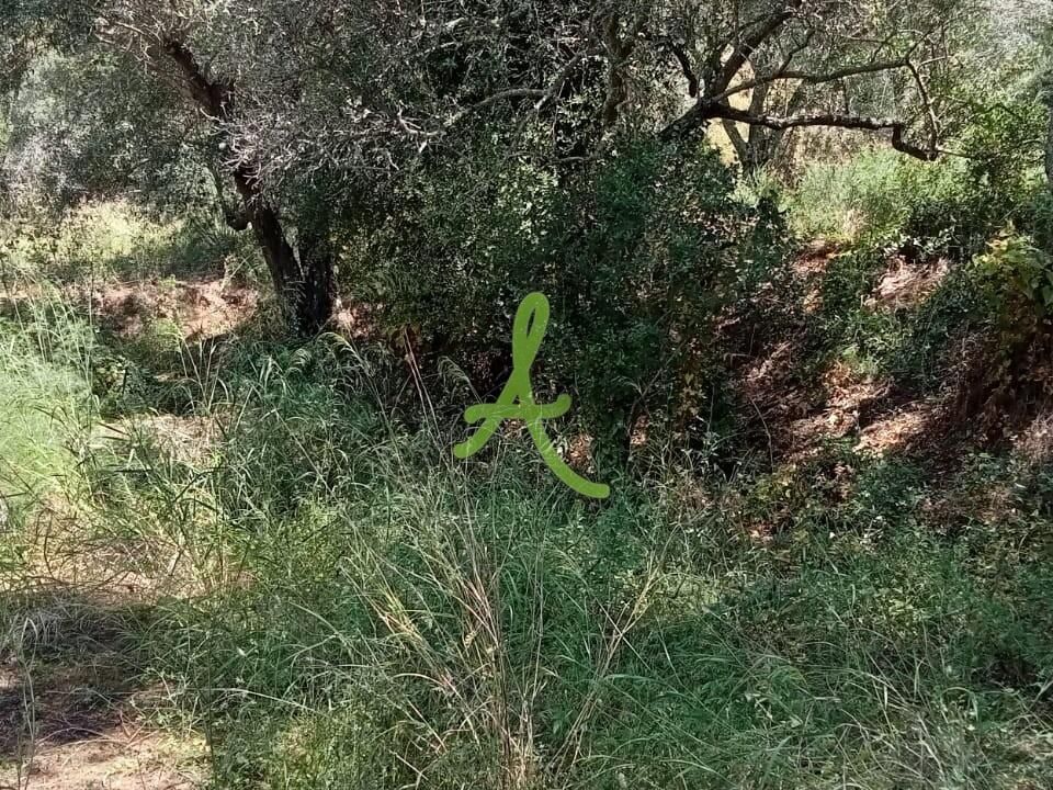 Helårsgrund i Silves, Faro - foto 2