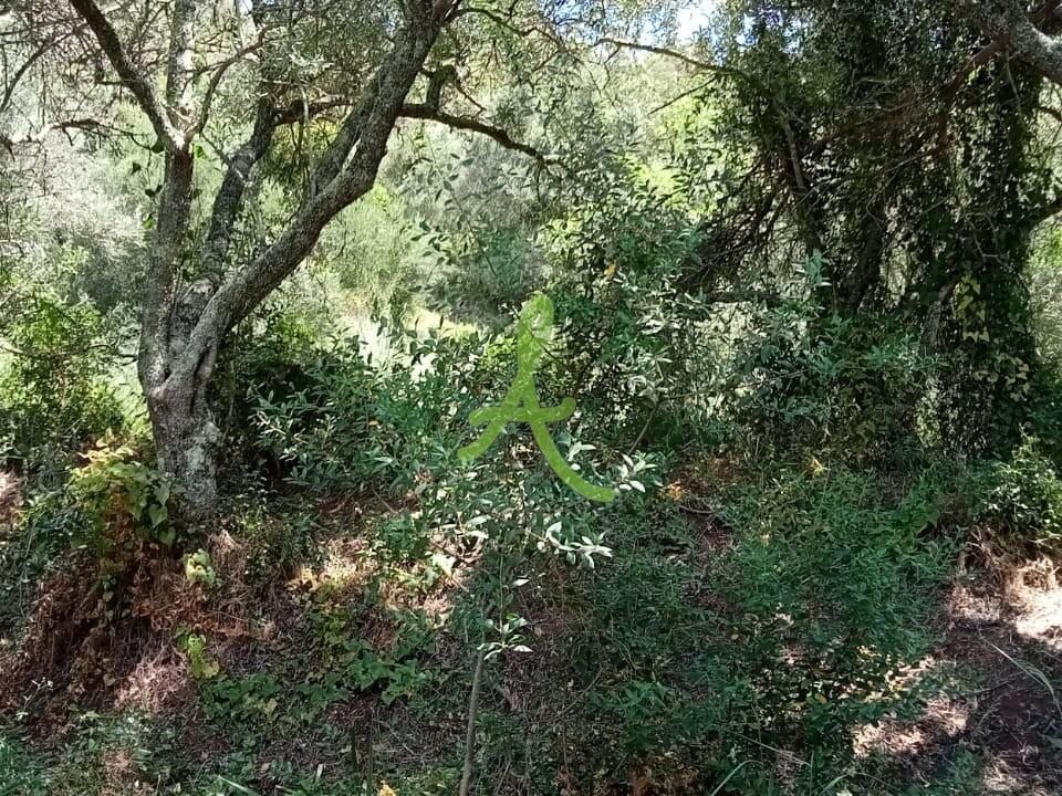 Helårsgrund i Silves, Faro - foto 5