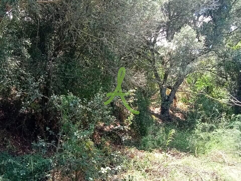 Helårsgrund i Silves, Faro - foto 3