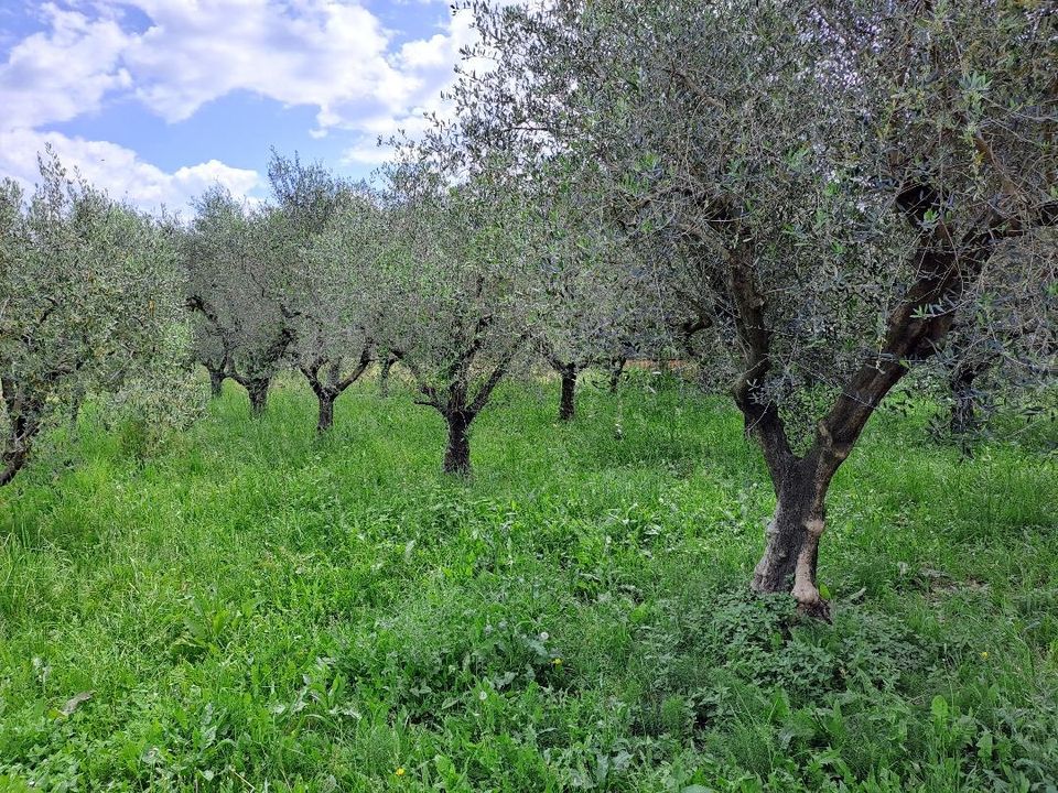 Landejendom i Massarosa, Lucca - foto 1