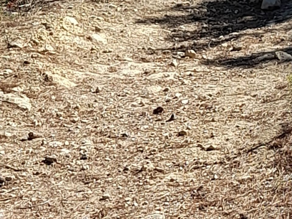 Helårsgrund i Benidoleig, Alicante - foto 4