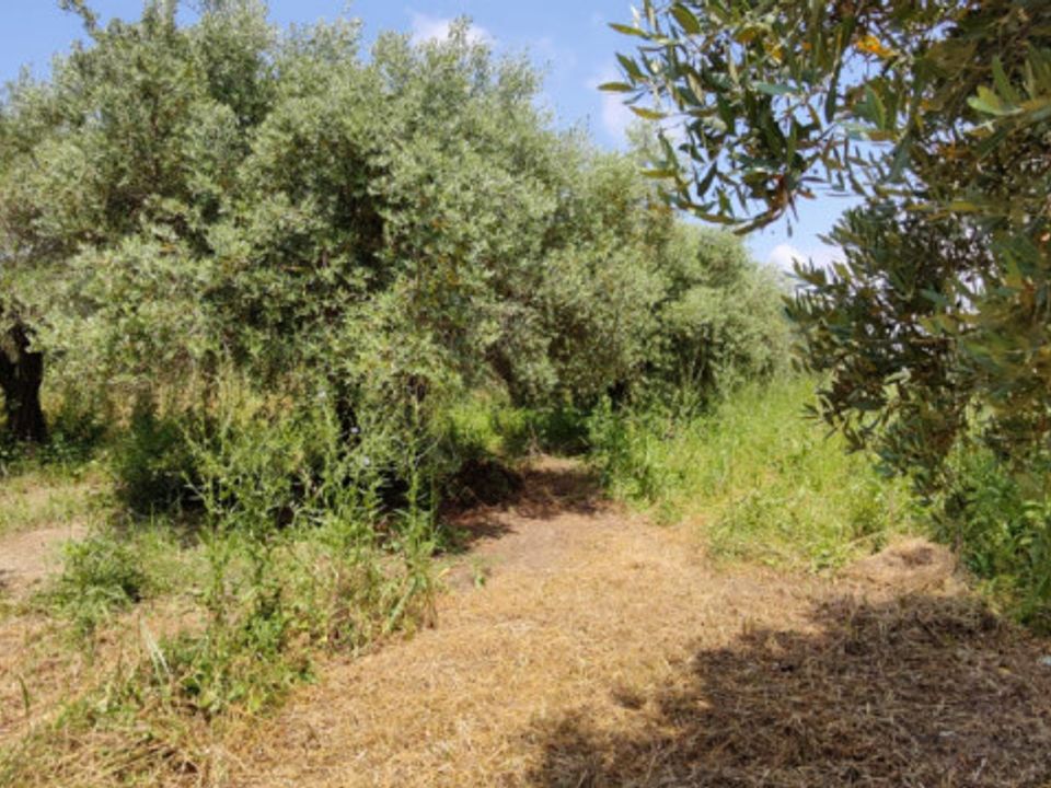 Helårsgrund i Eboli, Salerno - foto 3