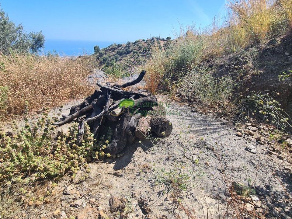 Helårsgrund i Sayalonga, Malaga - foto 5