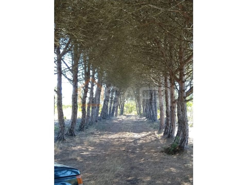 Helårsgrund i Bordeira, Faro - foto 4