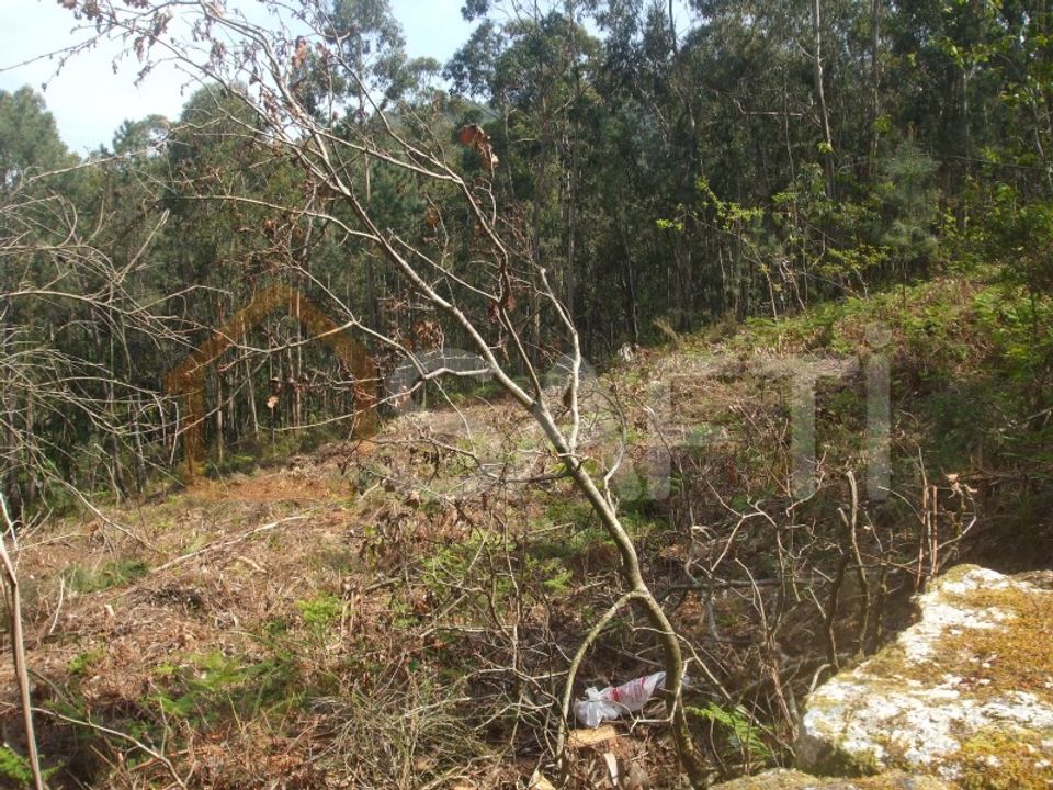 Terra a Reboreda e Nogueira, Viana do Castelo - foto 4