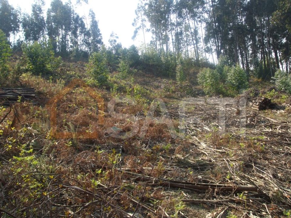 Terra a Reboreda e Nogueira, Viana do Castelo - foto 5