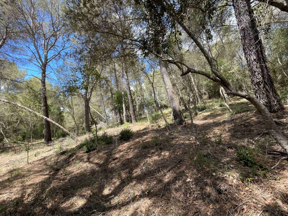 Helårsgrund i Sa Pobla, Mallorca - foto 3