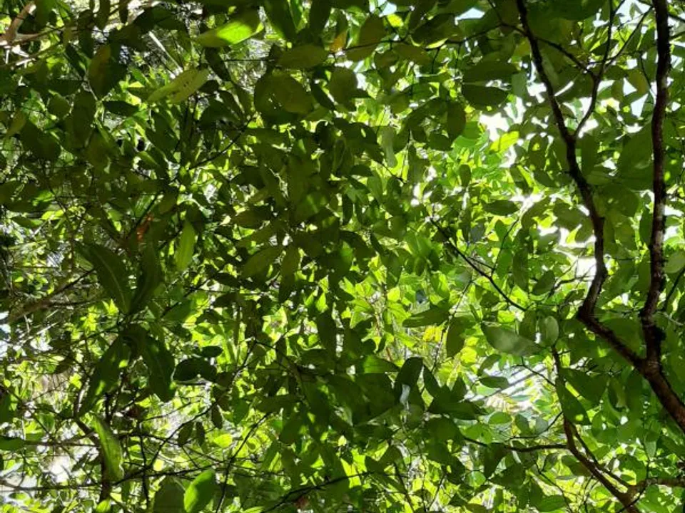 Helårsgrund i Roura, French Guiana - foto 1