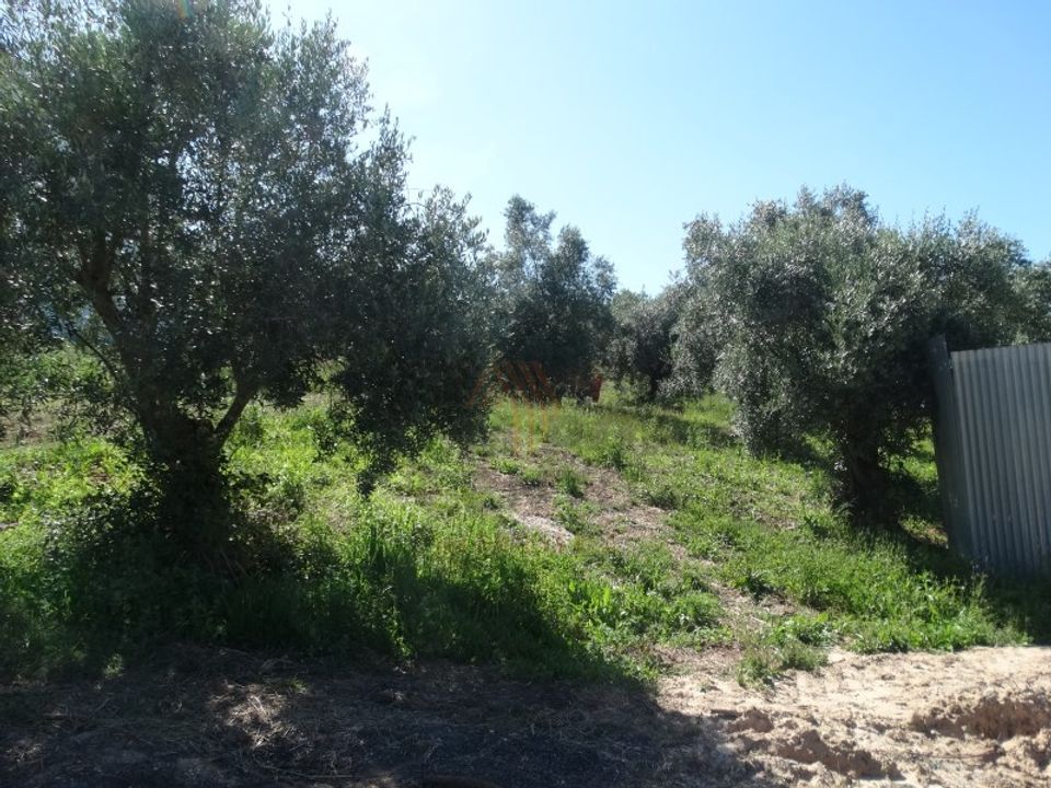 Helårsgrund i Boa Vista, Leiria - foto 5