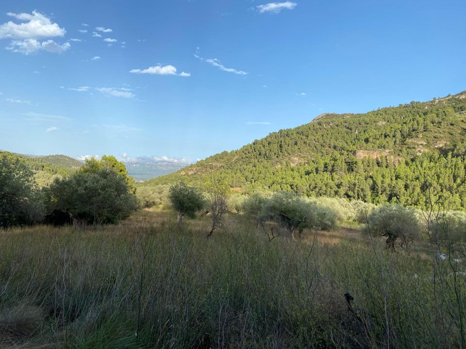 Helårsgrund i Alfara De Carles, Tarragona - foto 5