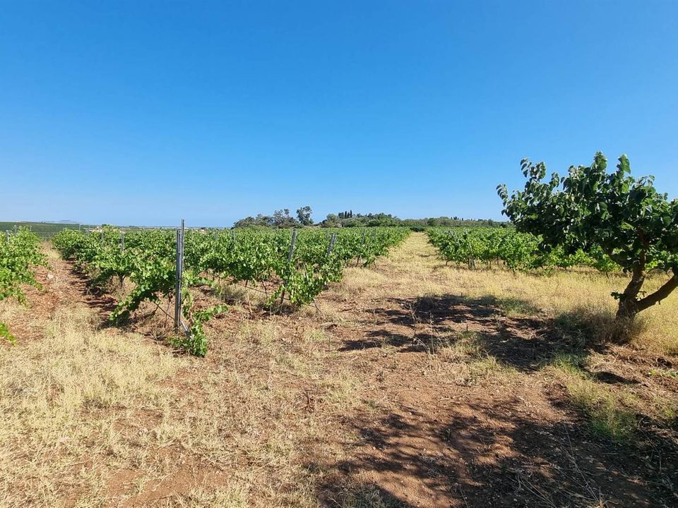 Tomt i Menfi, Agrigento - bilde 3