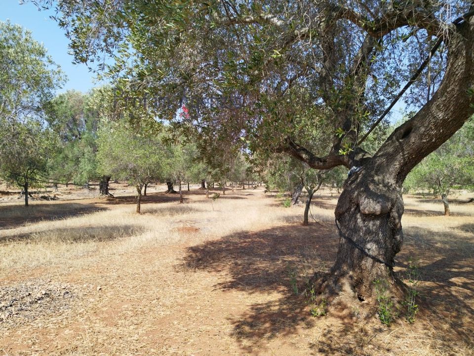 Helårsgrund i Carovigno, Brindisi - foto 1