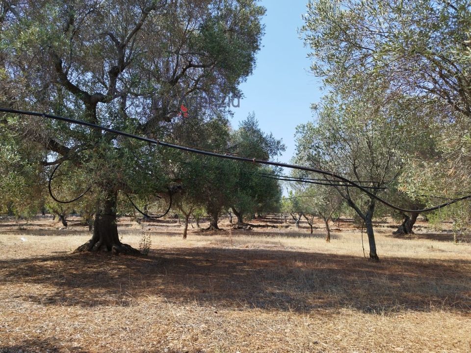 Helårsgrund i Carovigno, Brindisi - foto 4