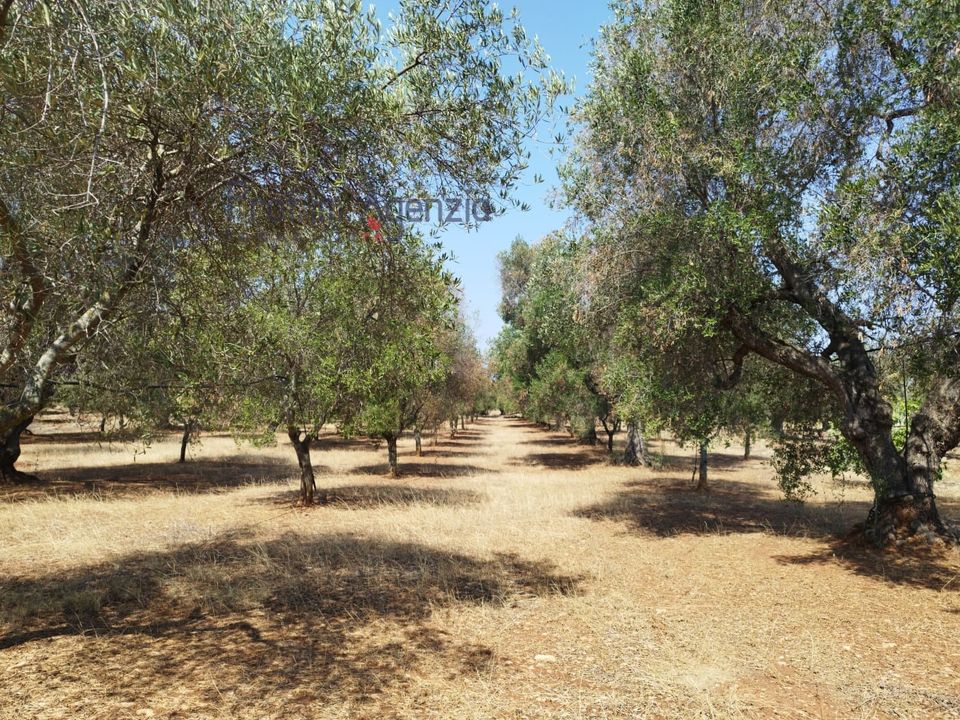 Helårsgrund i Carovigno, Brindisi - foto 5