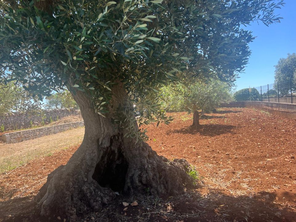 Lejlighed i Martina Franca, Taranto - foto 4
